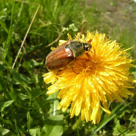 Gaestehaus Steker 3*